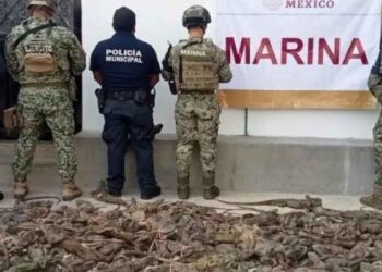 Aseguran 161 iguanas verdes transportadas ilegalmente en Oaxaca