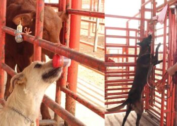 Tamaulipas gusano barrenador caninos