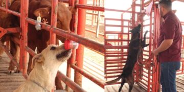 Tamaulipas gusano barrenador caninos