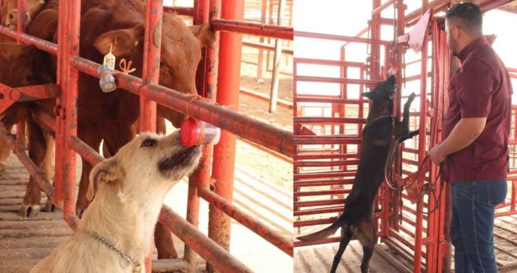 Tamaulipas gusano barrenador caninos