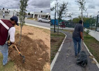 Avanzan acciones de reforestación en áreas verdes de Nuevo Laredo, Tamaulipas