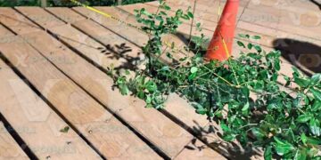 Colapsa tabla en puente de la Laguna del Carpintero y deja a una mujer lesionada en Tampico, Tamaulipas