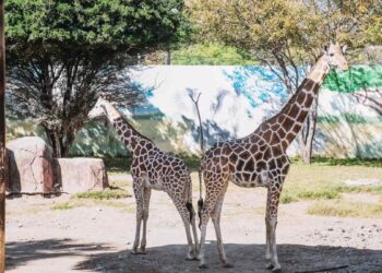 Cuánto cuesta la entrada al Zoológico Tamatán en Ciudad Victoria