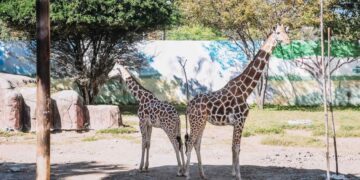 Cuánto cuesta la entrada al Zoológico Tamatán en Ciudad Victoria