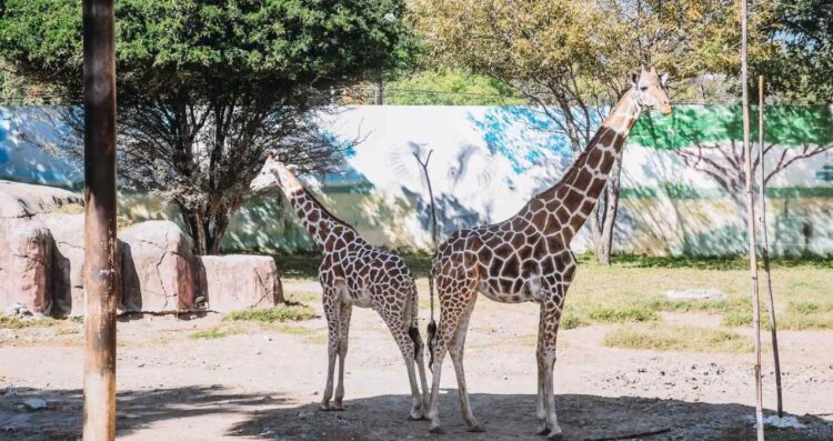 Cuánto cuesta la entrada al Zoológico Tamatán en Ciudad Victoria