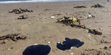 PAN derrame Golfo de México