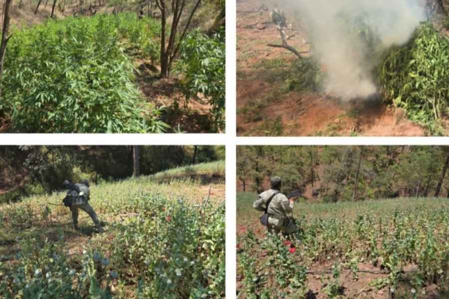 Ejército decomisa y destruye sembradíos de mariguana en Badiraguato, Sinaloa