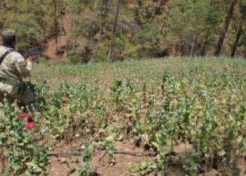 Ejército decomisa y destruye sembradíos de mariguana en Badiraguato, Sinaloa
