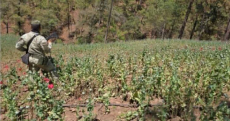 Ejército decomisa y destruye sembradíos de mariguana en Badiraguato, Sinaloa