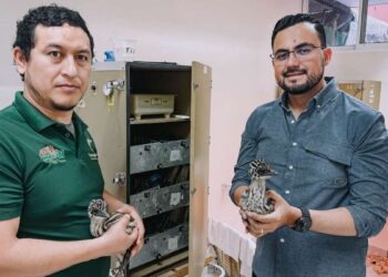 Emúes en Tamatán Ciudad Victoria