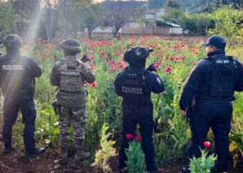 Operativo conjunto desmantela plantío de amapola en la Sierra Norte de Puebla