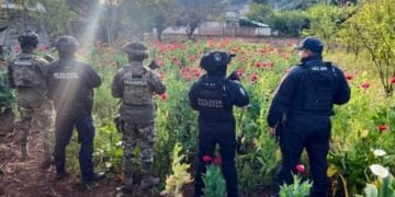 Operativo conjunto desmantela plantío de amapola en la Sierra Norte de Puebla