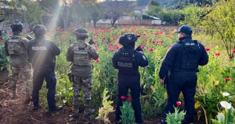 Operativo conjunto desmantela plantío de amapola en la Sierra Norte de Puebla