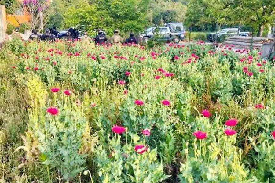 Operativo conjunto desmantela plantío de amapola en la Sierra Norte de Puebla
