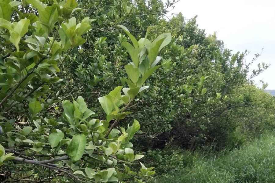 Productores de naranja en Tamaulipas denuncian competencia desleal y desplome de precios