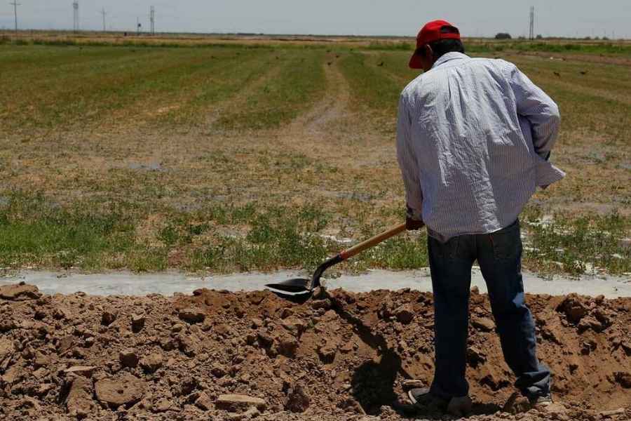 Productores inician acciones para frenar plagas en cultivos del norte de Tamaulipas