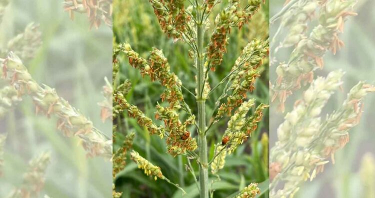 Productores inician acciones para frenar plagas en cultivos del norte de Tamaulipas