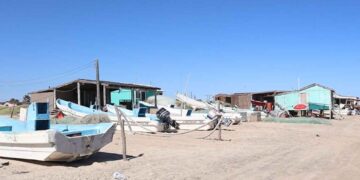 Repunta la pesca de camarón en la laguna Madre de Matamoros, Tamaulipas