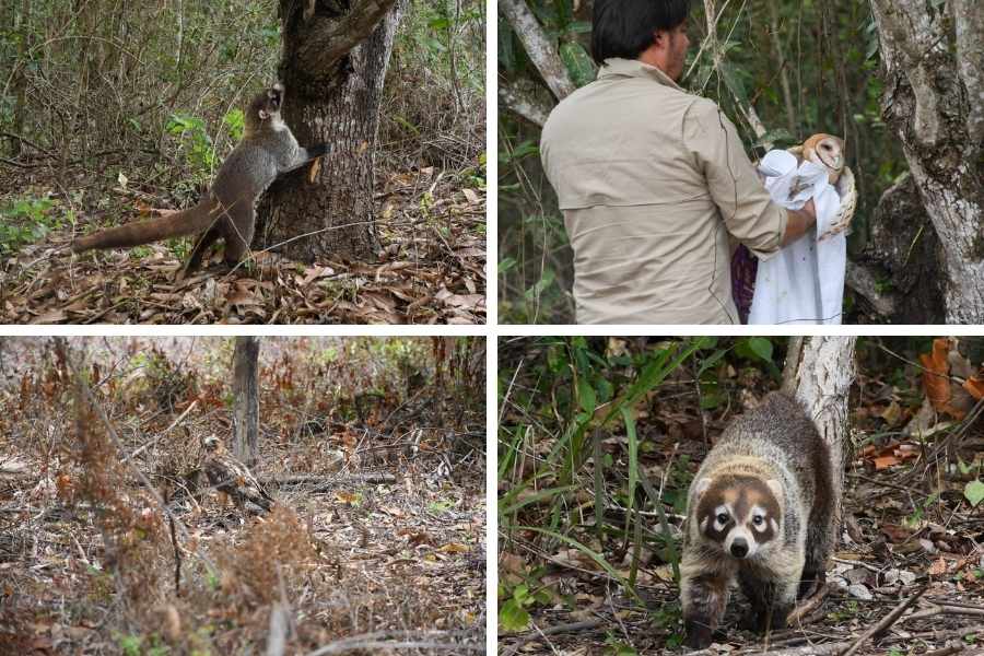 Zoológico de Tamatán especies liberadas