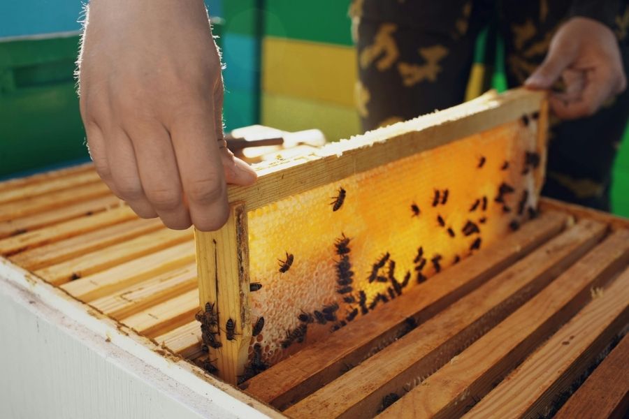 panales de abejas Nuevo Laredo