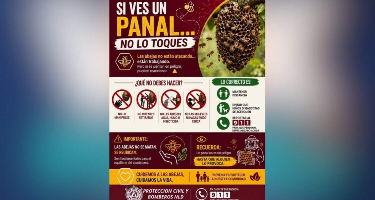 panales de abejas Nuevo Laredo