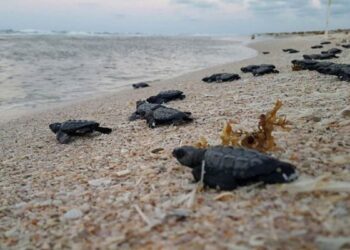 anidación de la tortuga lora Tamaulipas