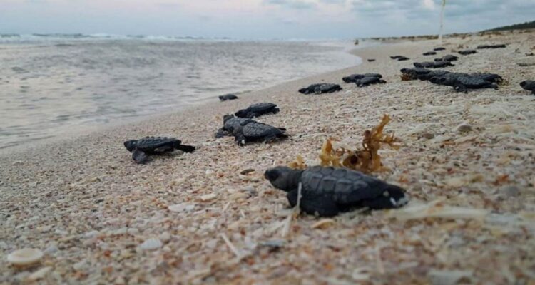 anidación de la tortuga lora Tamaulipas