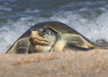 anidación de tortuga lora en Tamaulipas