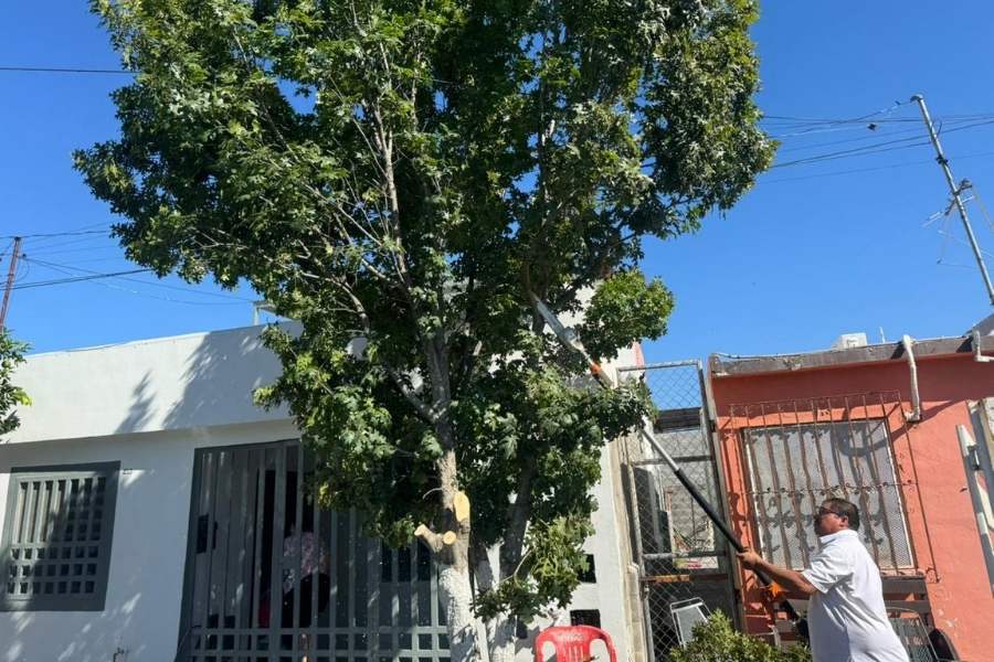 autorización para tala de árboles Nuevo Laredo