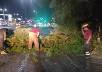 caída de árboles por lluvias en Victoria