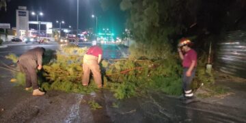 caída de árboles por lluvias en Victoria
