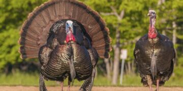 caza del guajolote silvestre Tamaulipas