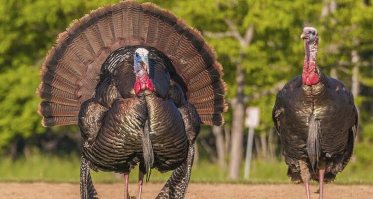caza del guajolote silvestre Tamaulipas