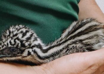 _ejemplares de emú en el Zoológico Tamatán