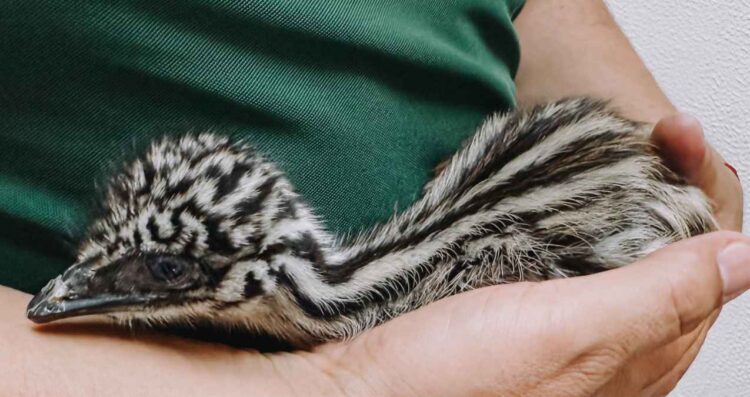 _ejemplares de emú en el Zoológico Tamatán