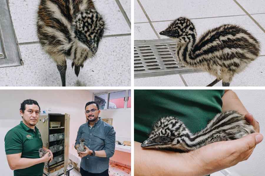 _ejemplares de emú en el Zoológico Tamatán (1)