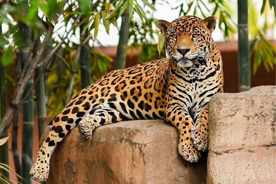 Cuánto cuesta la entrada al Zoológico Tamatán en Ciudad Victoria