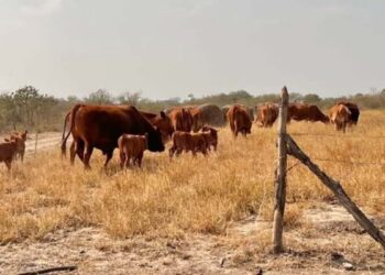exportación ganadera en Tamaulipas