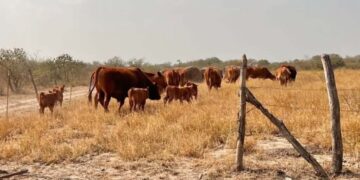 exportación ganadera en Tamaulipas