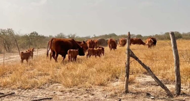 exportación ganadera en Tamaulipas
