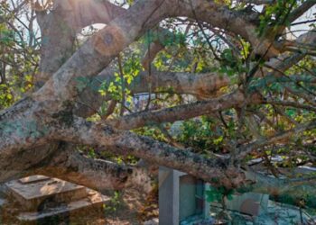 frondoso árbol en cementerio de Tampico
