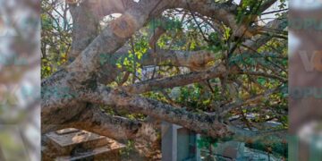 frondoso árbol en cementerio de Tampico