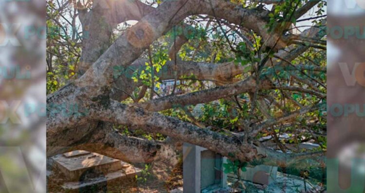frondoso árbol en cementerio de Tampico