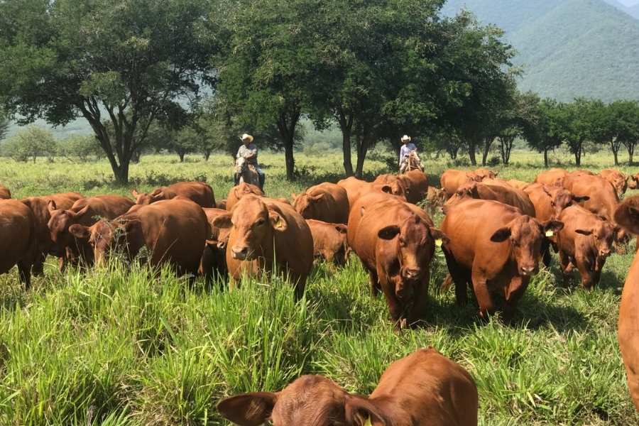 ganadería en Aldama