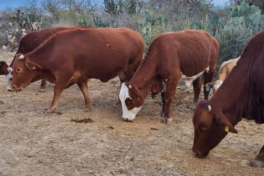 gusano barrenador en Aldama