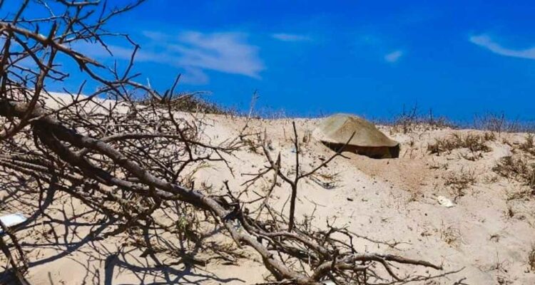 nidos de tortuga lora Tamaulipas