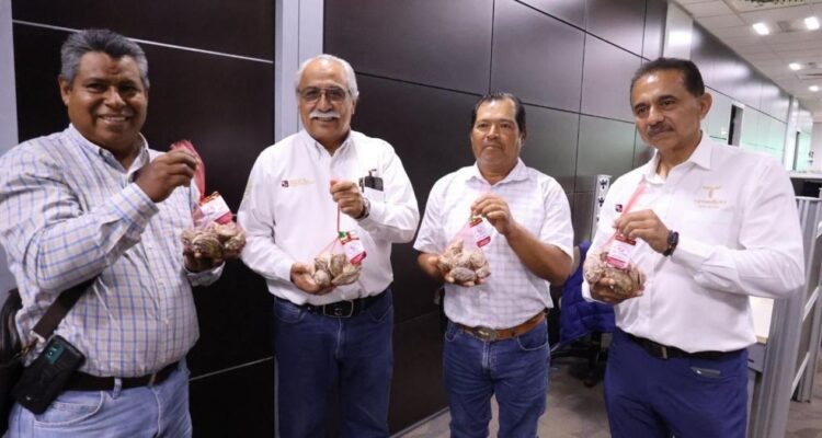 primera cosecha de ostión Tamaulipas