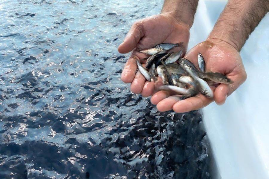 siembra de tilapia en Casas