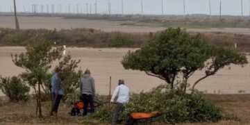 tala de manglar en Matamoros