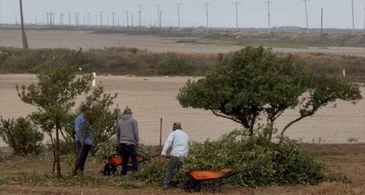 tala de manglar en Matamoros